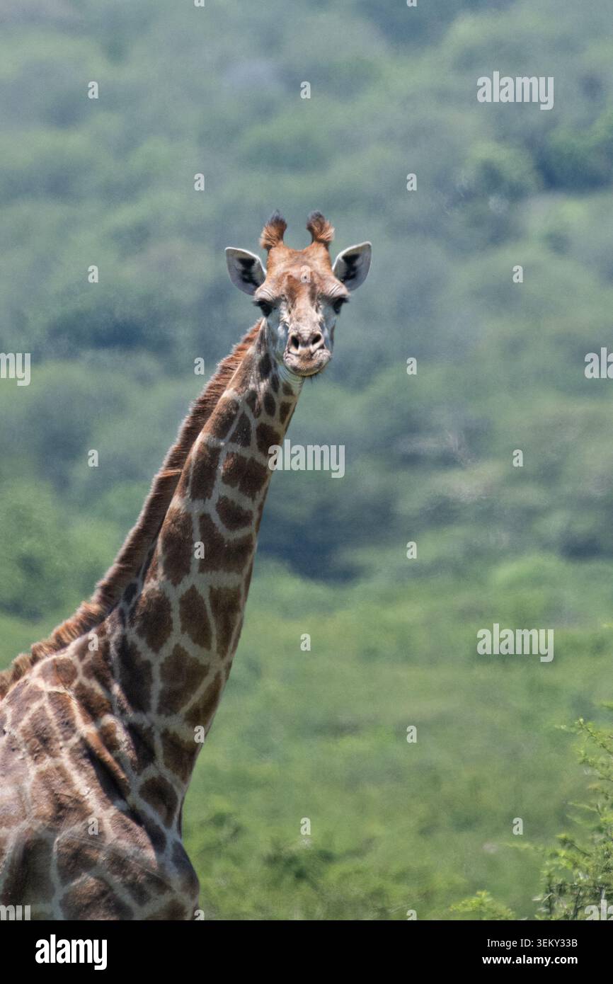 Portrait d'une girafe du Cap (Giraffa camelopardalis giraffa) regardant l'appareil photo avec une forêt floue en arrière-plan Banque D'Images
