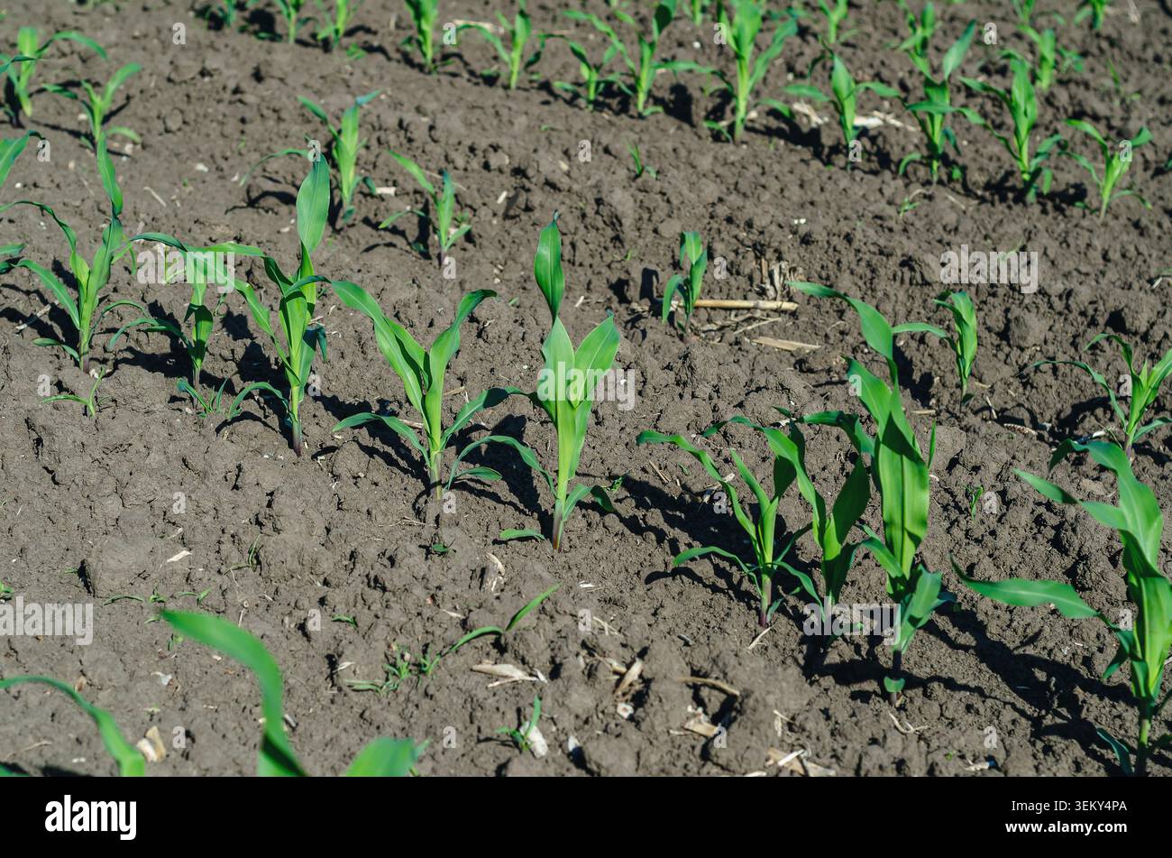 Semis de maïs sains poussant dans un sol cultivé. Concept de sécurité alimentaire, innovation agricole, gestion des cultures, développement rural. Banque D'Images