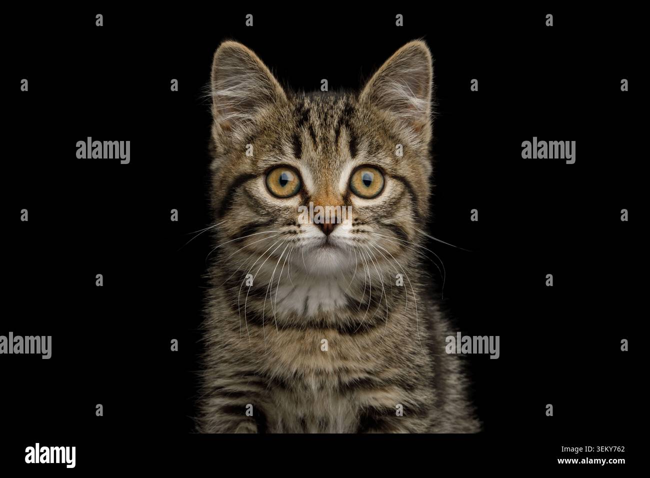 Portrait de chaton marron avec fourrure tortue sur fond isolé, vue avant Banque D'Images