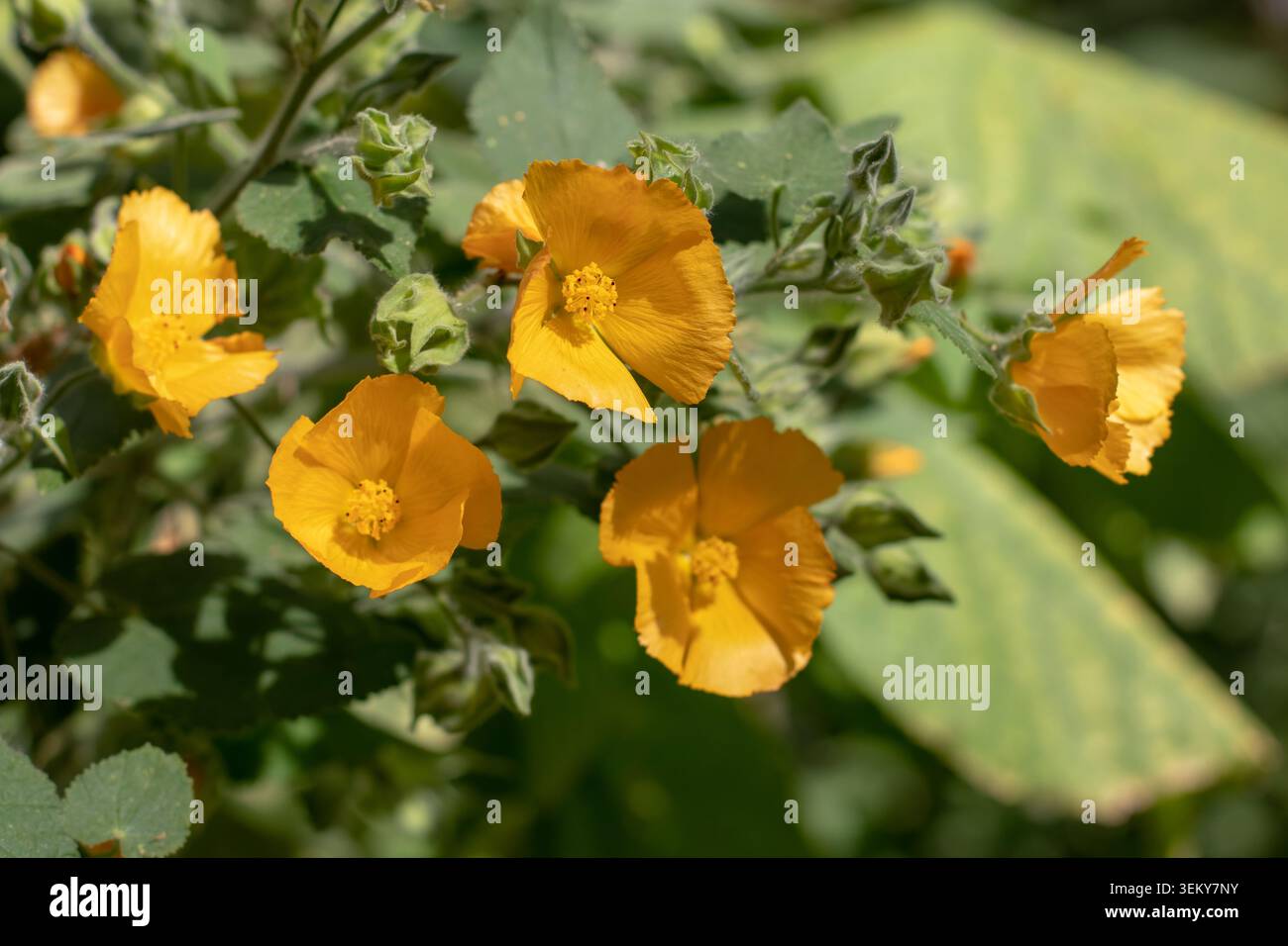 Fleurs orange vif et feuilles vertes d'Abutilon grandifolium, également connu sous le nom de mauve indienne poilue, poussant dans un jardin ensoleillé. Natu botanique coloré Banque D'Images