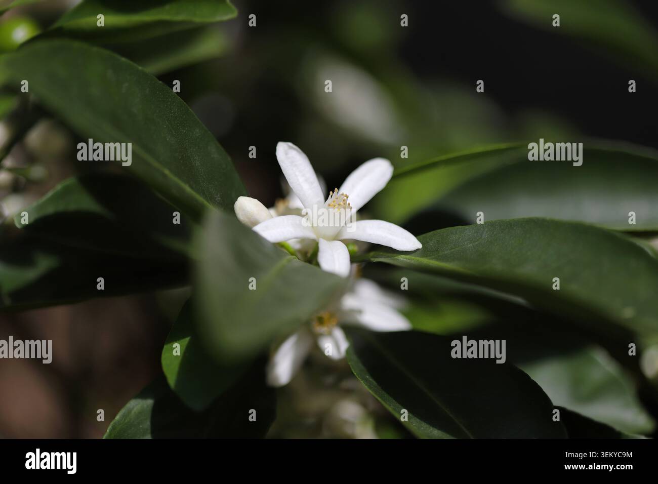 Fleurs blanches de mandarine d'un arbre Banque D'Images
