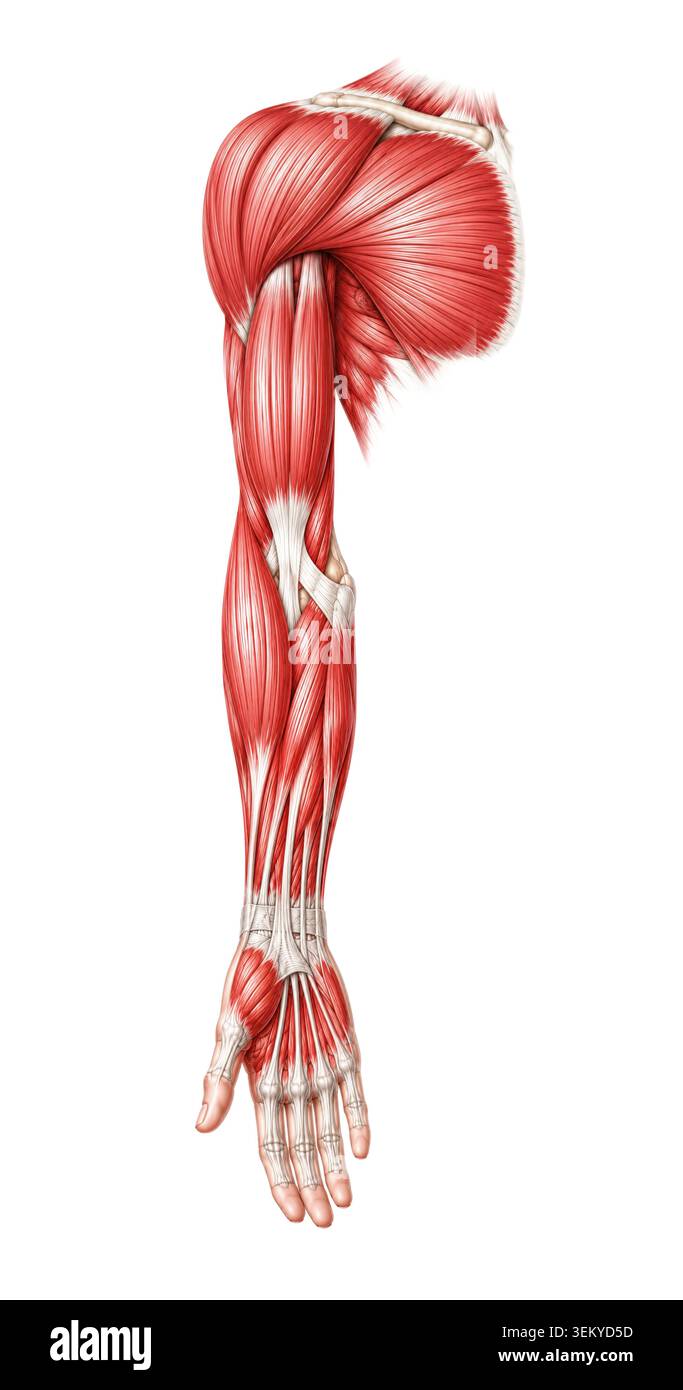 Illustration médicale détaillée de l'anatomie musculaire du bras humain montrant les muscles de l'épaule tendons de l'avant-bras anatomie du membre supérieur et les structures musculo-squelettiques Banque D'Images