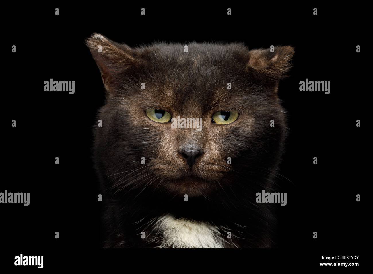 Portrait de la tranquillité inhabituelle chat brun ressemblant à un ours sur fond noir isolé, vue de face avec oreille mordue Banque D'Images