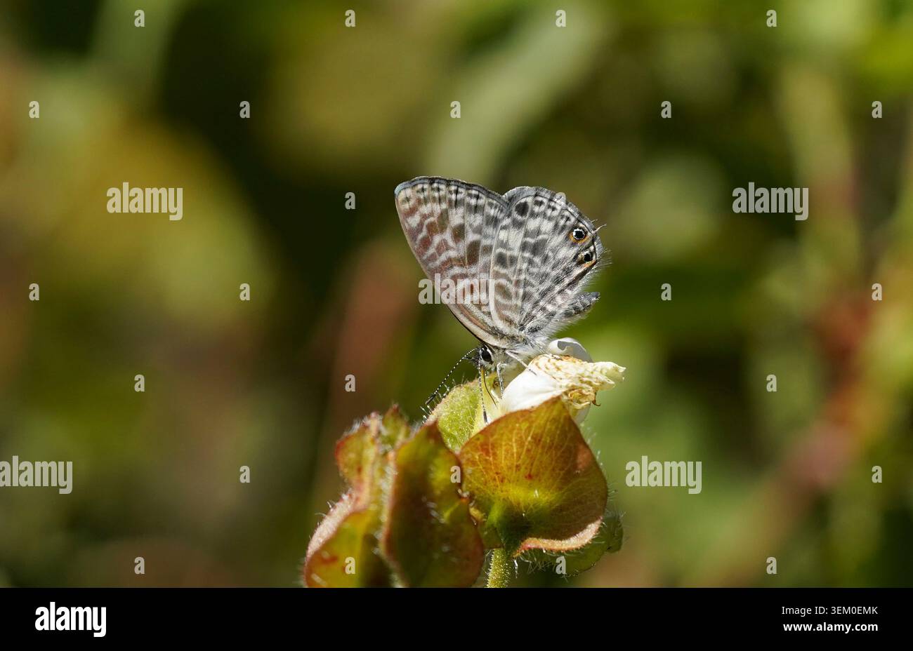 Azuré commun, azuré à queue courte de Lang, Leptotes pirithous, papillon, sur fleur, Espagne. Banque D'Images