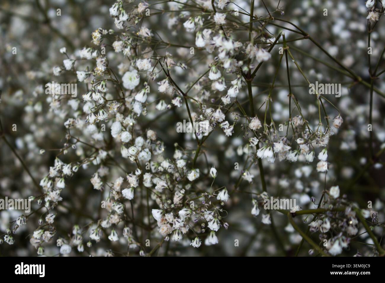Le souffle de bébé en gros plan dans un affichage floral Banque D'Images