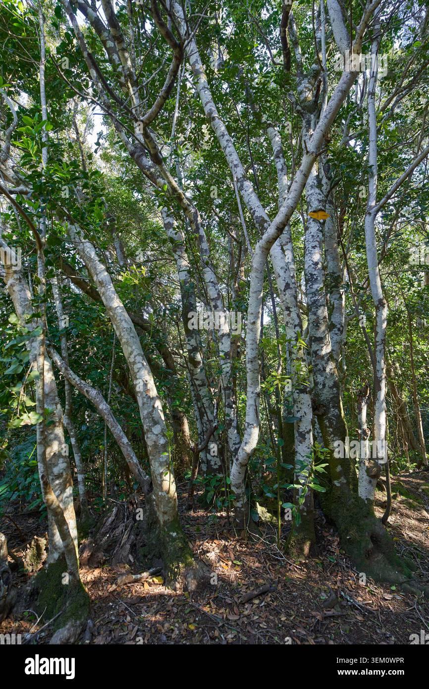 Arbres de Morella Faya à plusieurs tiges avec écorce pâle couverte de lichen dans la forêt de fayal-Brezal d'Anaga, Tenerife Banque D'Images