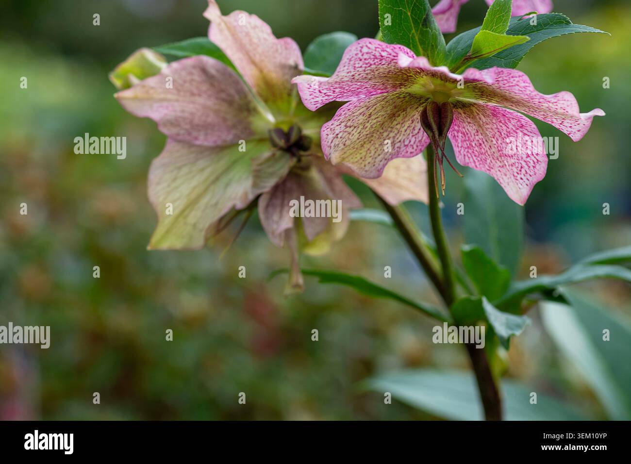 Helleborus orientalis, variété 'Tutu', fleurs de la fin de l'hiver au printemps Banque D'Images