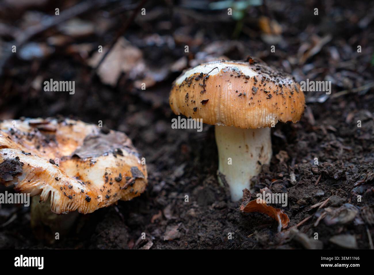 Gros plan de champignons forestiers sauvages poussant dans un sol boisé naturel. Vue macro détaillée avec faible profondeur de champ, textures organiques et tons terreux Banque D'Images