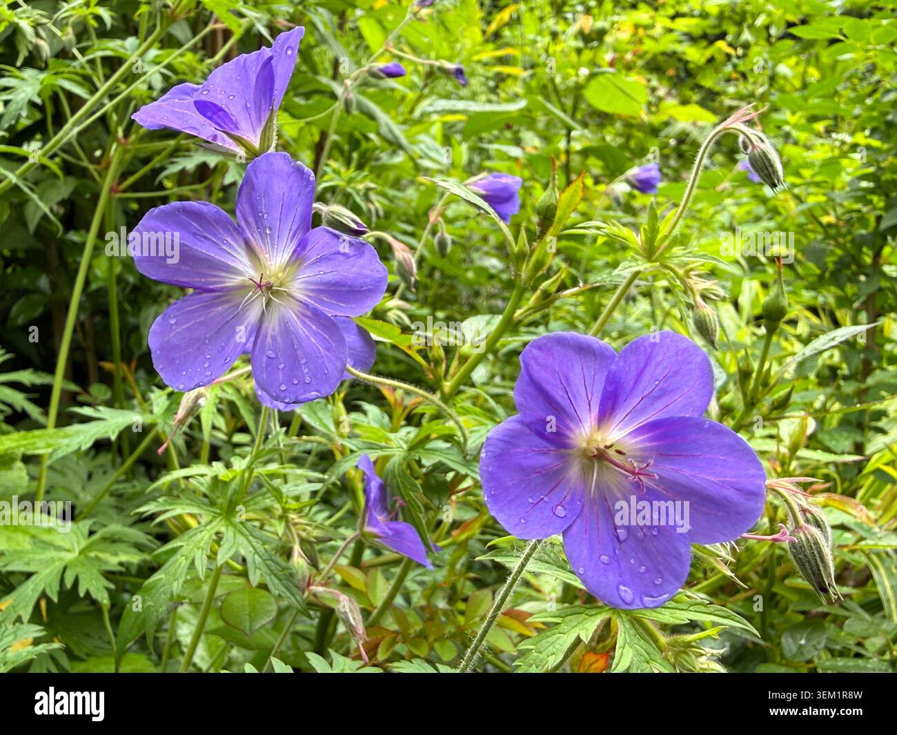 Géranium Gerwat Rozanne plante à fleurs violette I Banque D'Images