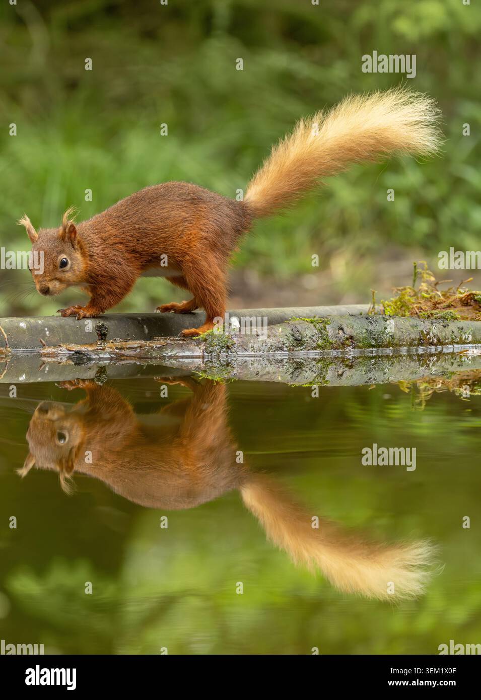 Écureuil roux au bord de l'eau, une adorable image de la faune forestière avec des couleurs naturelles et un environnement calme. Banque D'Images