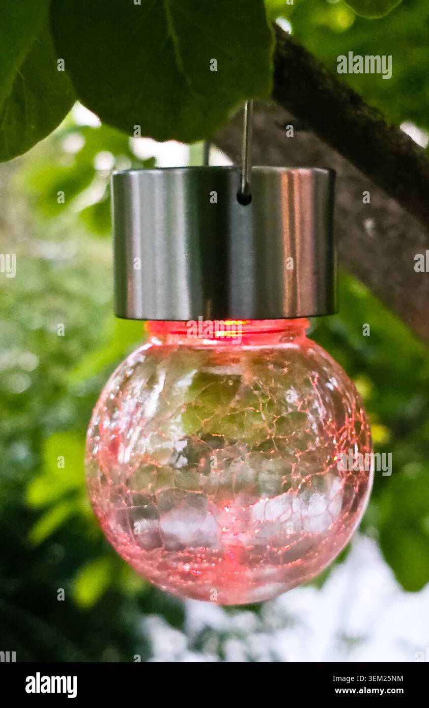 Lanterne de jardin solaire rose suspendue à une branche d'arbre dans un jardin vert luxuriant Banque D'Images