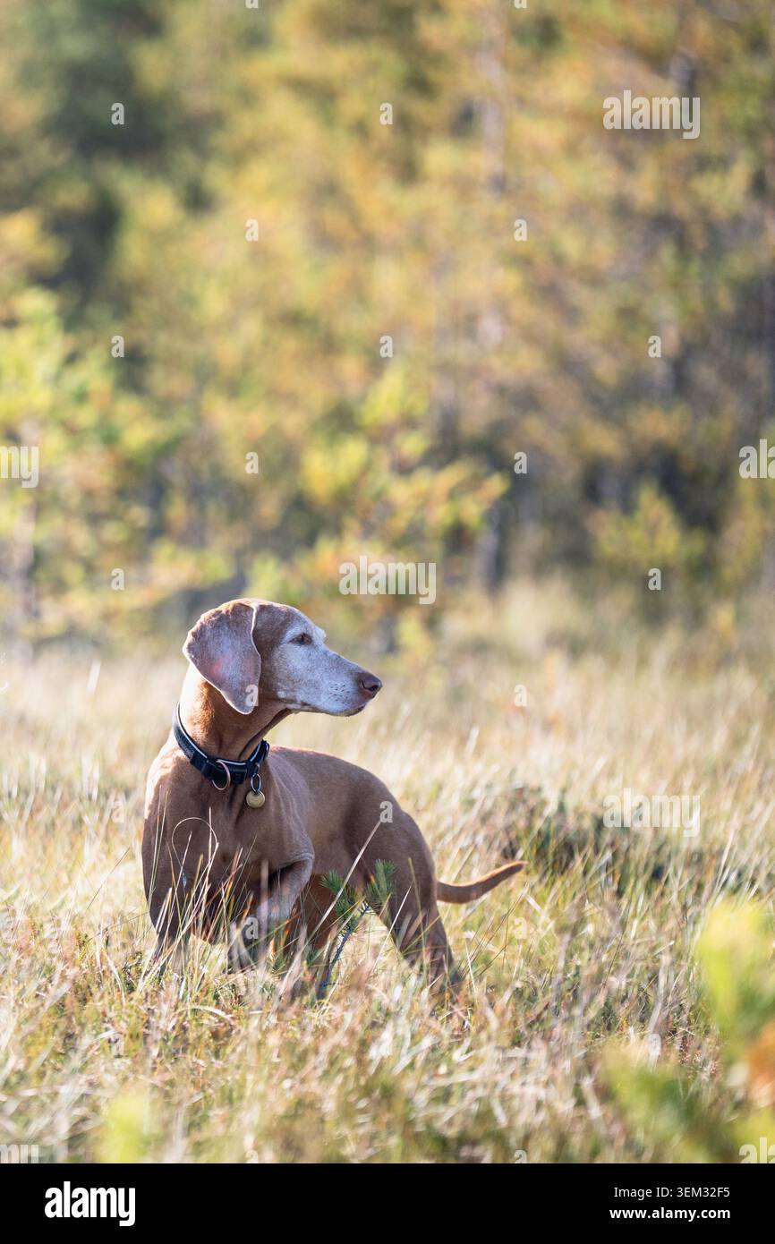 Curieux chien Vizsla sur la promenade quotidienne dans la forêt sauvage à Marshland aime le temps de week-end d'activité à l'extérieur Banque D'Images