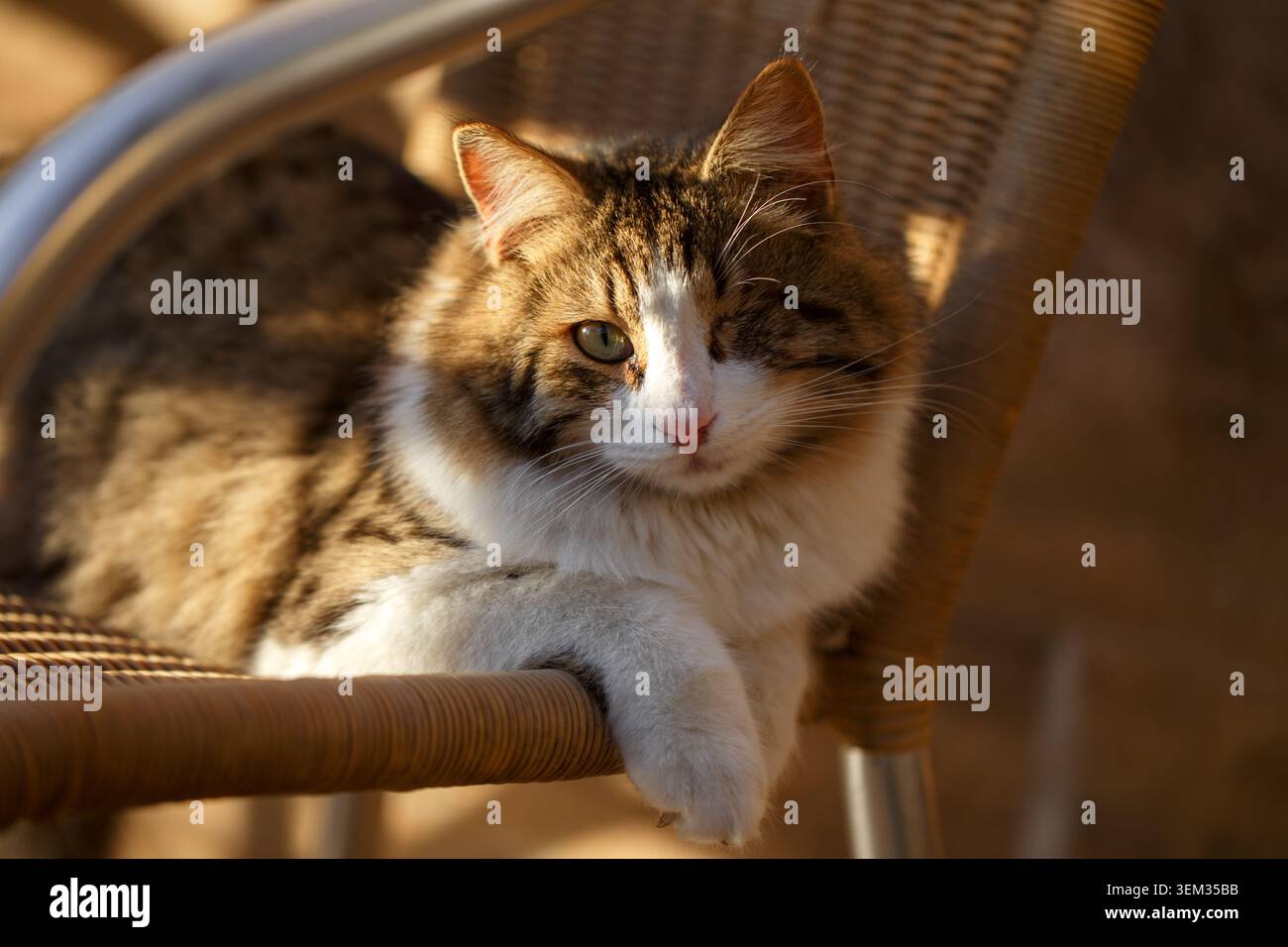 Chat calico à un oeil allongé sur une chaise en osier regardant la caméra, portrait extérieur dans une lumière chaude Banque D'Images