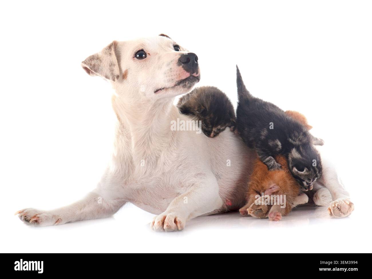 jack russel terrier et jeune chaton en studio Banque D'Images
