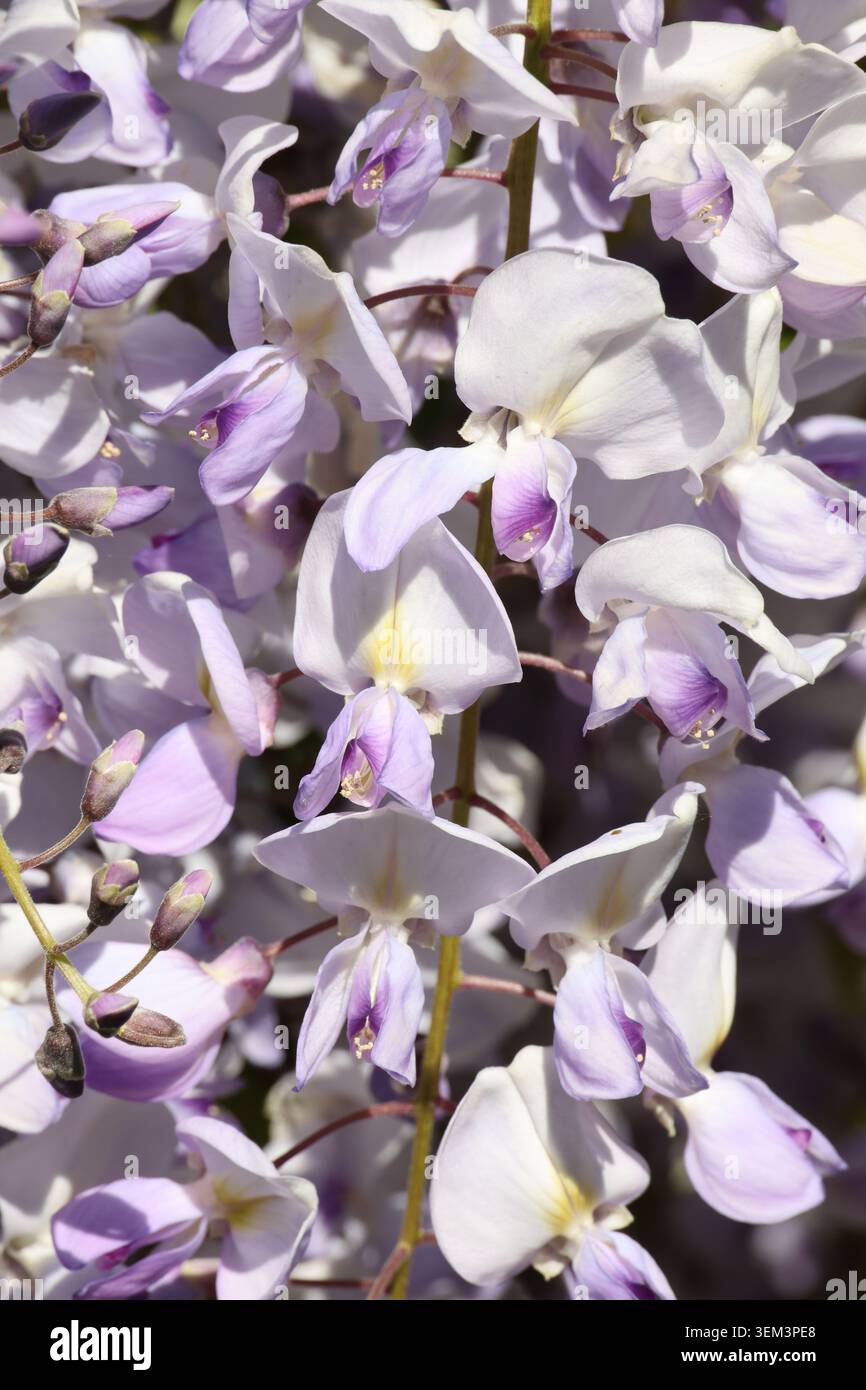 Wisteria floribunda 'Evening Gown'. Gros plan de pois blancs et mauves comme des fleurs de wisteria au printemps. Banque D'Images