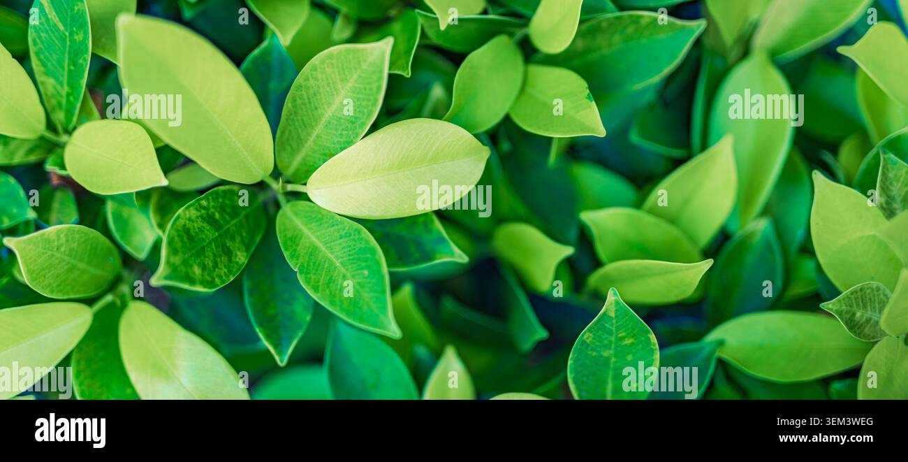 Feuilles vertes fraîches d'une plante tropicale dans un feuillage naturel luxuriant, détail en gros plan. Verdure feuillue vibrante. Feuille de jardin été nature botanique plante d'intérieur Banque D'Images
