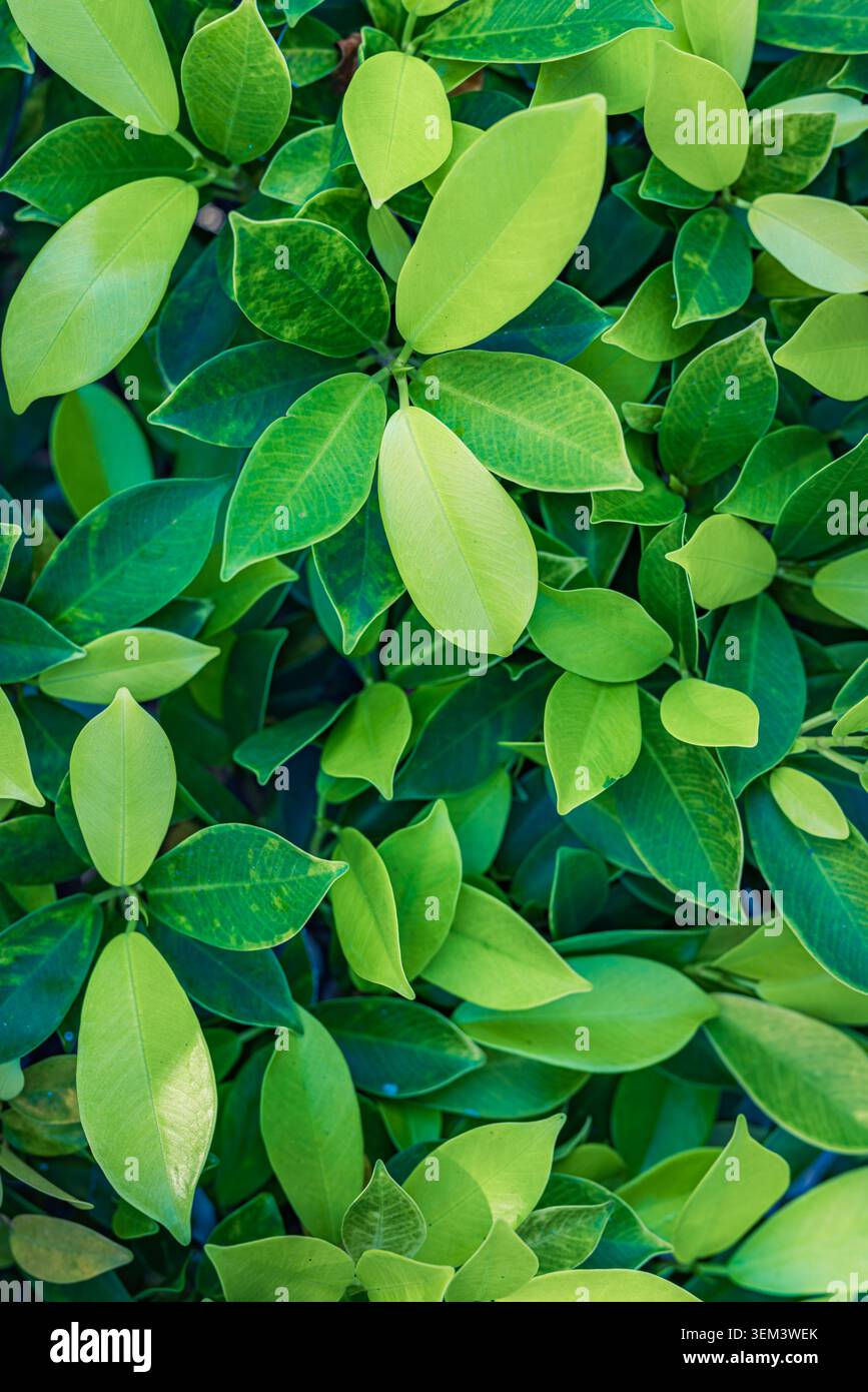 Feuilles vertes fraîches d'une plante tropicale dans un feuillage naturel luxuriant vu de dessus en gros plan. Verdure feuillue vibrante. Feuille de jardin nature botanique estivale Banque D'Images