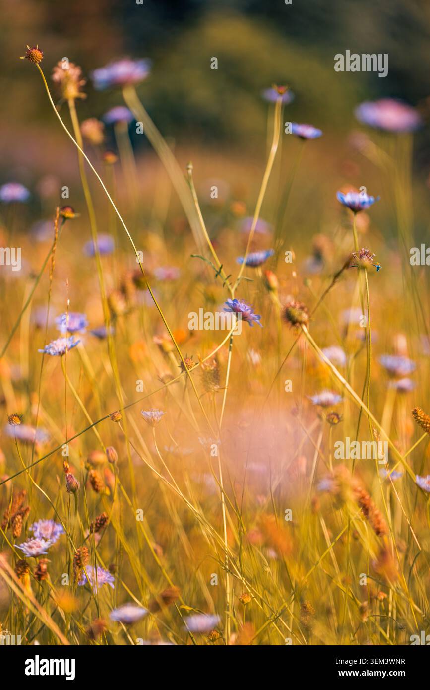Fleurs sauvages violettes épanouies dans une prairie verte en été sous une douce lumière du soir. Champ d'herbe naturelle fraîche. Paysage rural, scène botanique pittoresque en plein air Banque D'Images
