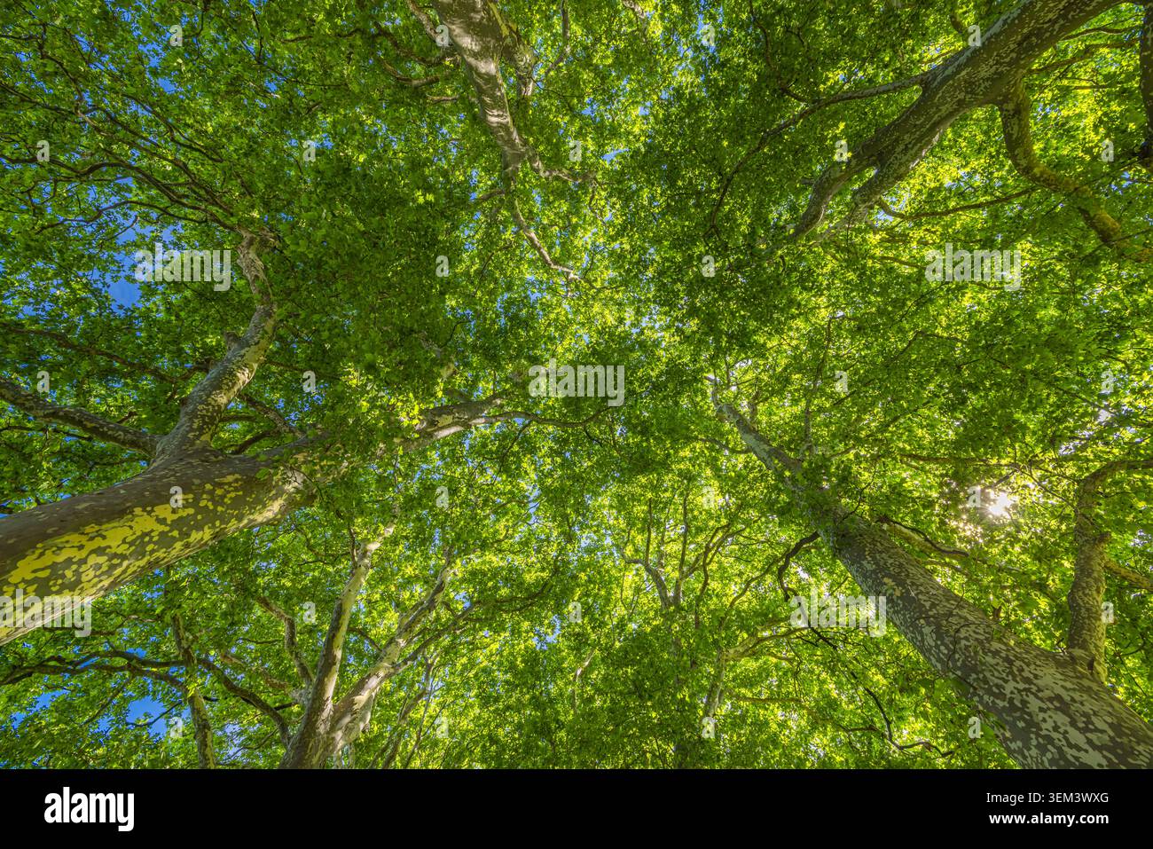 Sommet des arbres et branches d'une forêt verte vus d'en bas contre un ciel bleu en été. Canopée feuillue luxuriante de la nature. Paysage boisé naturel pittoresque d'envie de voyager Banque D'Images