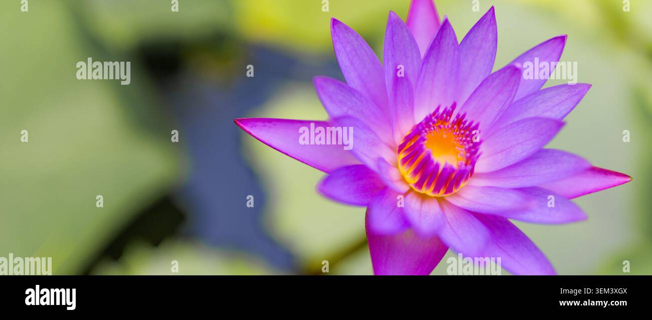 Fleur de lotus violette en pleine floraison dans un étang tropical avec un flou vert doux. Pétales violets vibrants nature. Étang d'eau de fleurs été zen spa gros plan Banque D'Images