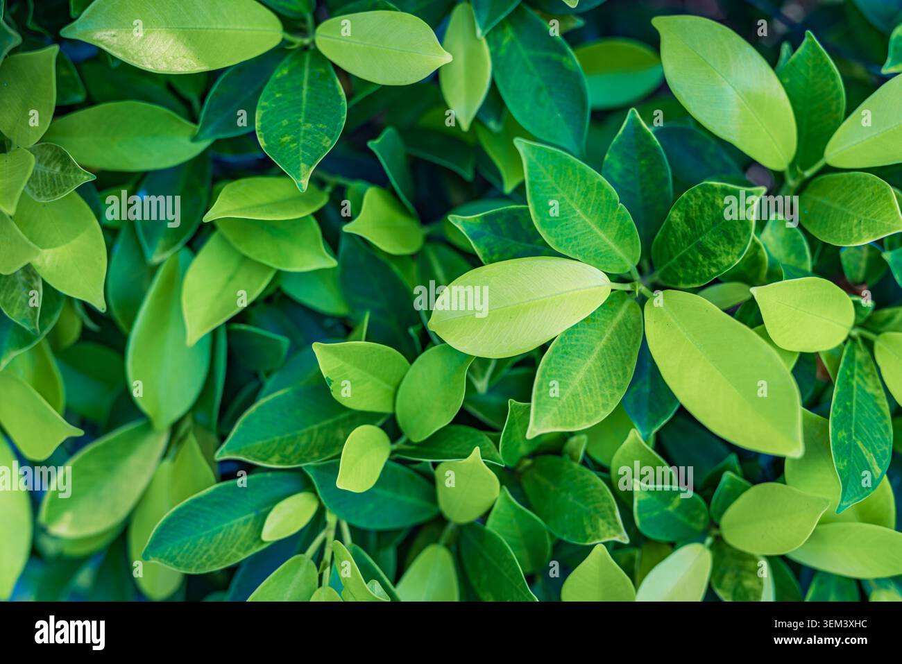 Feuilles de plantes tropicales vertes et luxuriantes en feuillage naturel frais vu de dessus en gros plan. Verdure feuillue vibrante de la nature. Feuille de plante verte jardin d'été botanique Banque D'Images