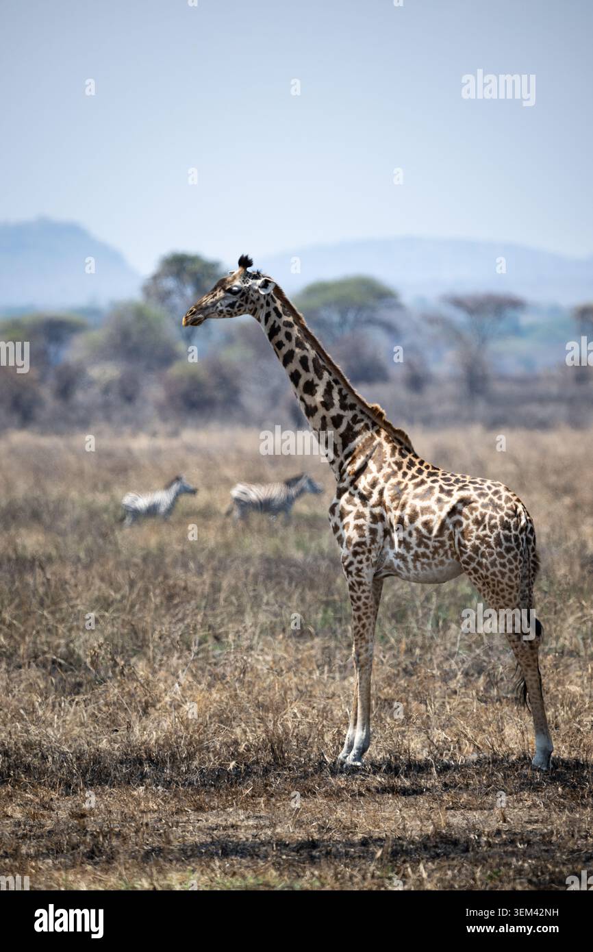 Girafe Masai debout dans la savane sèche avec des zèbres broutant en arrière-plan dans le parc national de Tarangire, Tanzanie. Banque D'Images