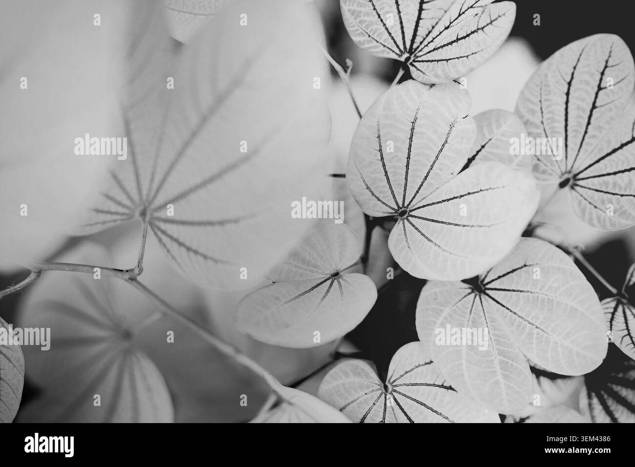 Feuilles de plante à parapluie monochrome noir et blanc rayonnant en motif naturel abstrait. Détail artistique de feuille. Plante feuillue graphique fine, art mural géométrique Banque D'Images