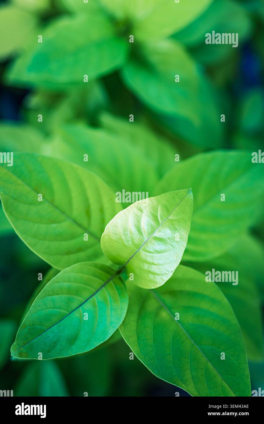 Feuilles vertes brillantes et fraîches en forme de cœur d'une plante tropicale sous une lumière naturelle douce. Détail de feuillage vibrant. Verdure naturelle feuille de plante été Banque D'Images