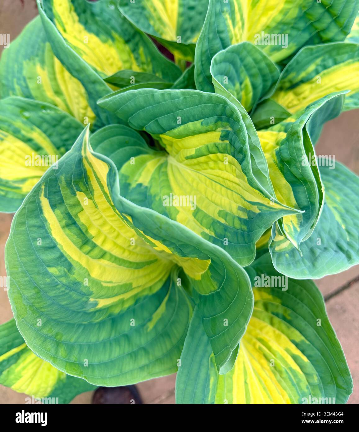 Les feuilles Hosta « Great Expectations » mettent en valeur le feuillage panaché caractéristique avec de grandes feuilles bleu-vert ondulées bordées de bleu-vert et de crème-W. - Image de stock capturée avec un smartphone
