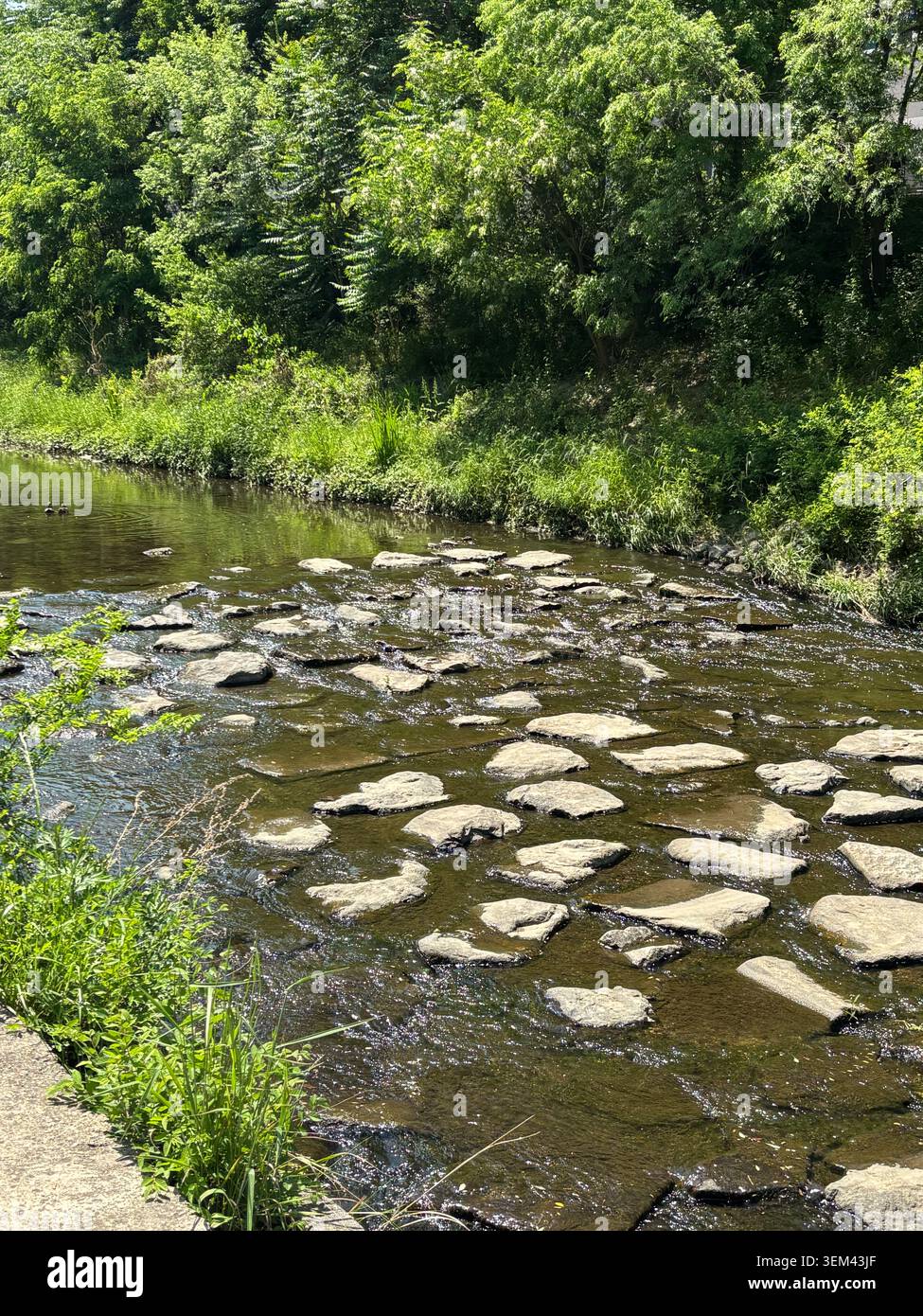 Ruisseau urbain peu profond avec des tremplins plats entourés d'arbres verdoyants et d'une végétation sauvage par une journée d'été lumineuse, Suwon, Corée du Sud. Banque D'Images