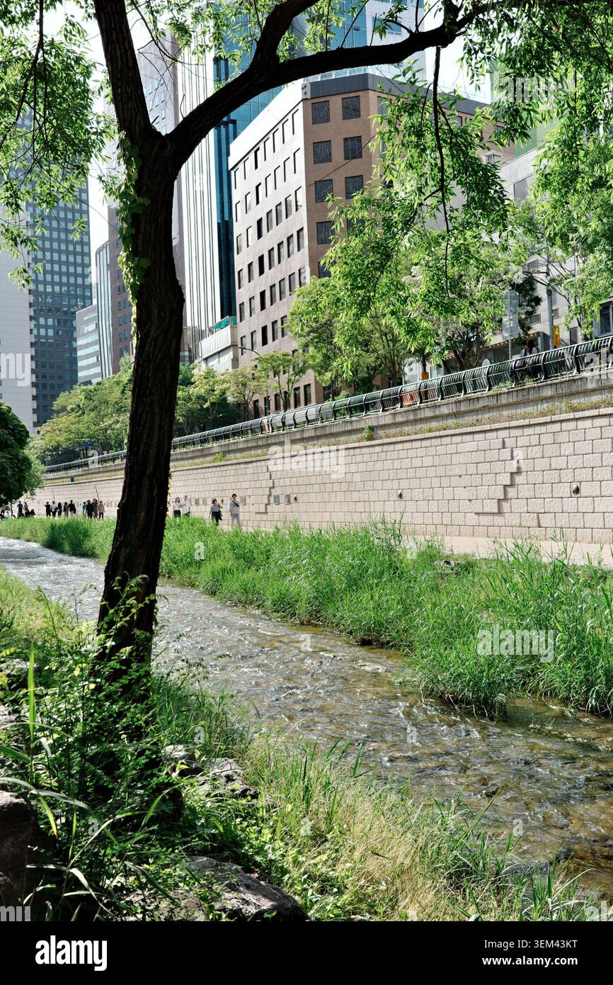 Les gens marchent le long du ruisseau Cheonggyecheon avec de l'eau qui coule, de l'herbe de roseau luxuriante, un saule, un mur de soutènement en granit et des gratte-ciel en arrière-plan Banque D'Images