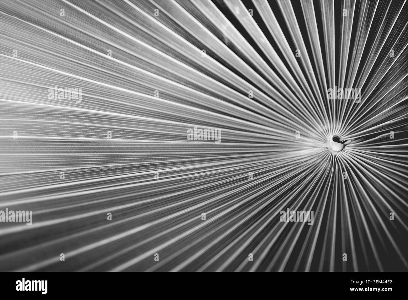 Motif radial de feuille de palmier tropicale saisissant en noir et blanc. Gros plan macro botanique monochrome de la nature. Texture de conception géométrique abstraite, art graphique Banque D'Images