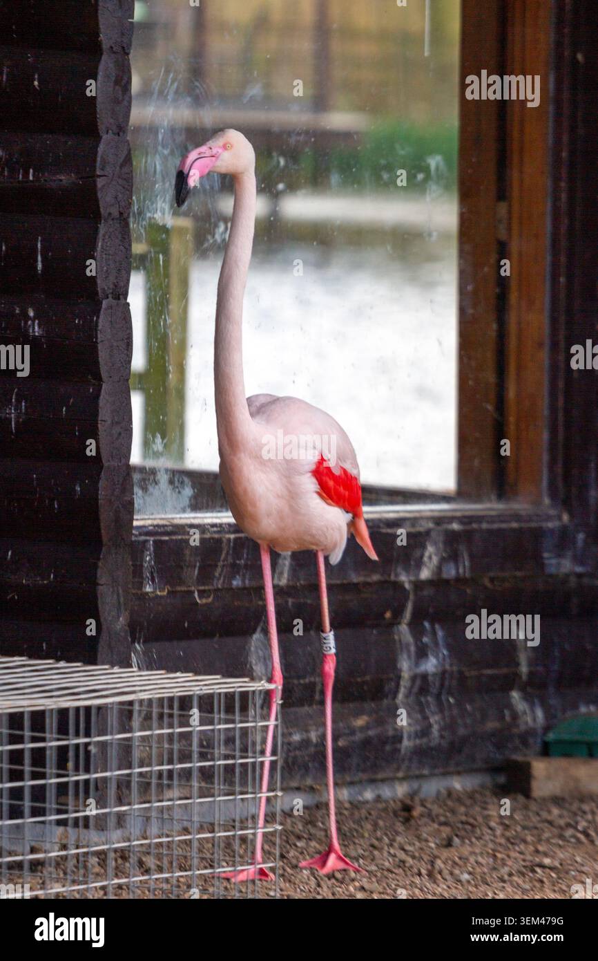 Un flamant rose se tient avec un anneau d'identification en métal à la patte devant une structure en bois dissimulée au centre humide WWT Martin Mere. Burscough. Banque D'Images