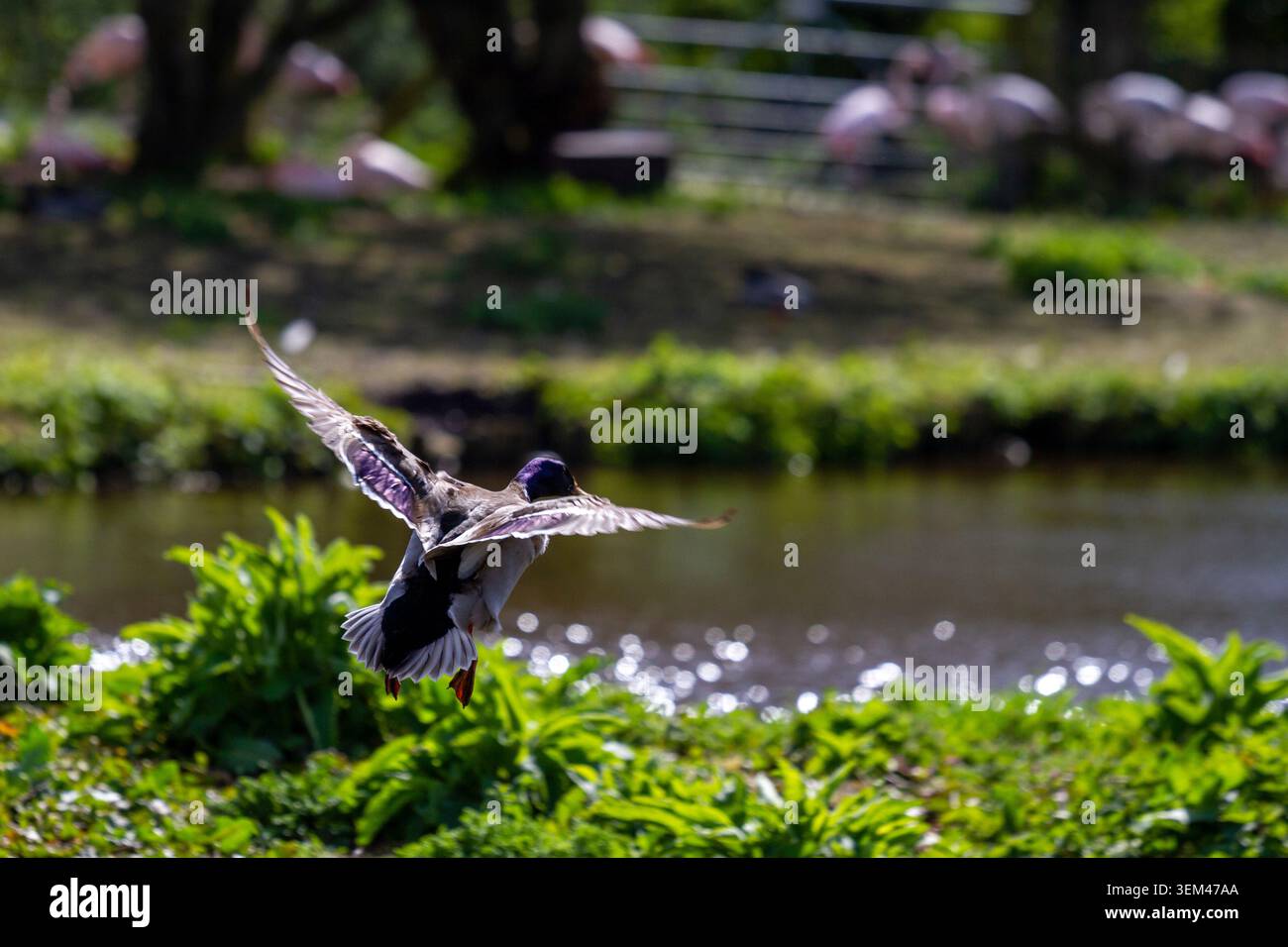 Un canard colvert mâle déploie ses ailes en plein vol alors qu'il se prépare à atterrir près d'un étang au centre humide WWT Martin Mere. Burscough, Royaume-Uni. Banque D'Images