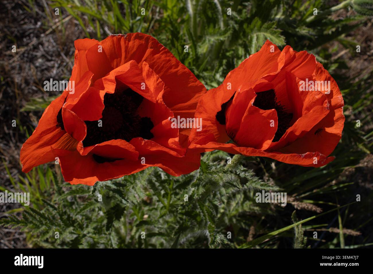 Deux fleurs de coquelicot rouge fleurissent au soleil Banque D'Images