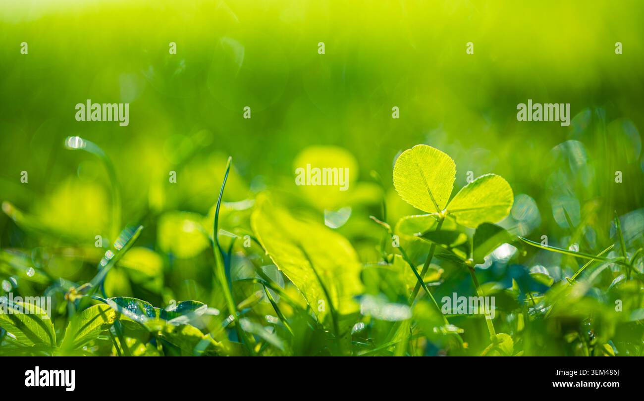 Macro d'une feuille de trèfle verte fraîche parmi des herbes printanières baignées de soleil avec un flou artistique doux. Design de gros plan botanique naturel. Papiers peints symboliques de chance, d'espoir et de fortune scénique Banque D'Images