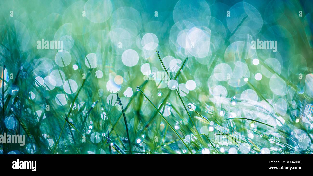 Gouttes d'eau sur l'herbe verte scintillant des cercles bokeh bleu-vert rosée matinale macro nature. Fond botanique printemps été. Fond bien-être éco organique Banque D'Images