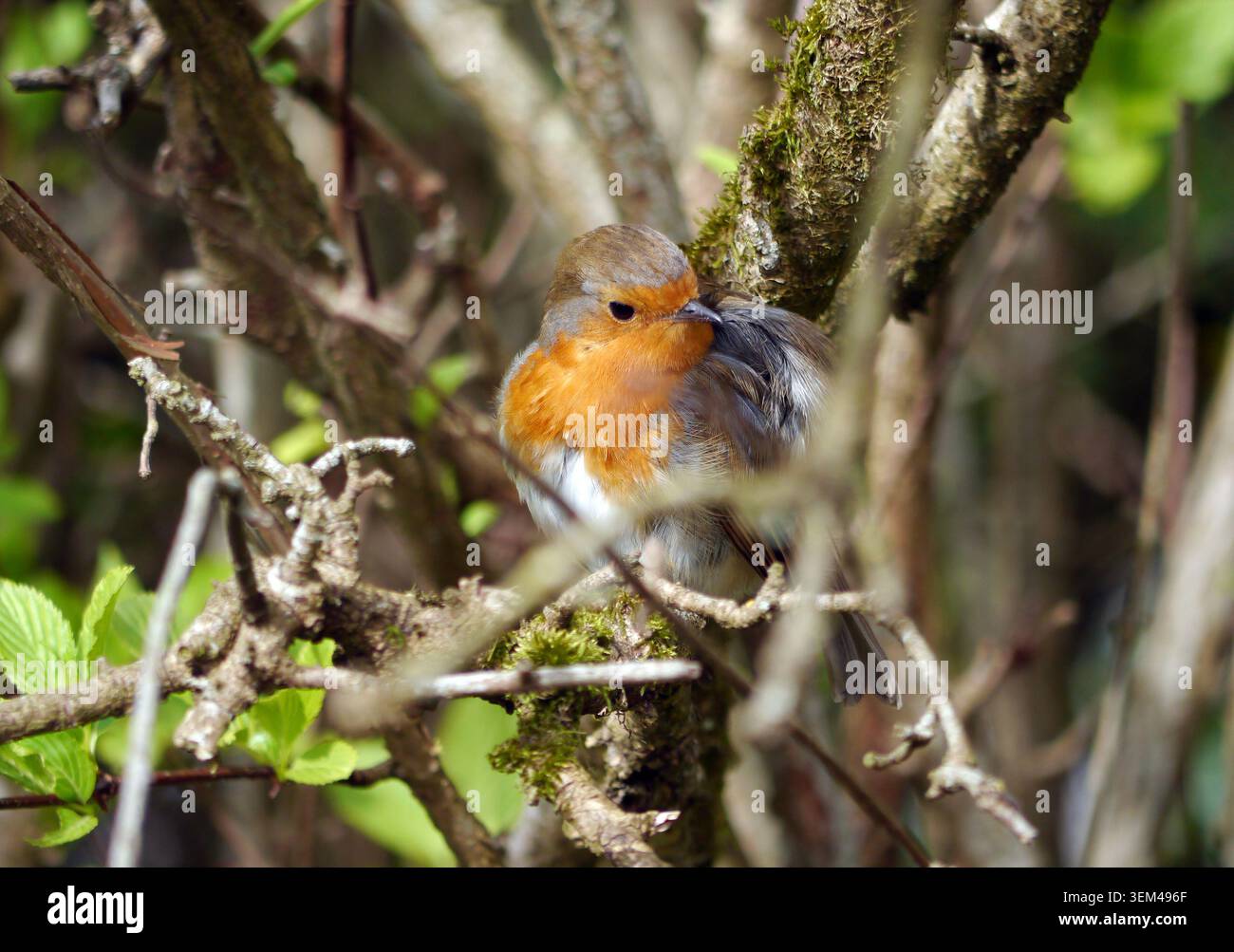 Robin européen 'Erithacus rubecula' (Robin RedBreast) dans un arbre à RHS Harlow Carr, Harrogate, Yorkshire, Angleterre, Royaume-Uni. Banque D'Images