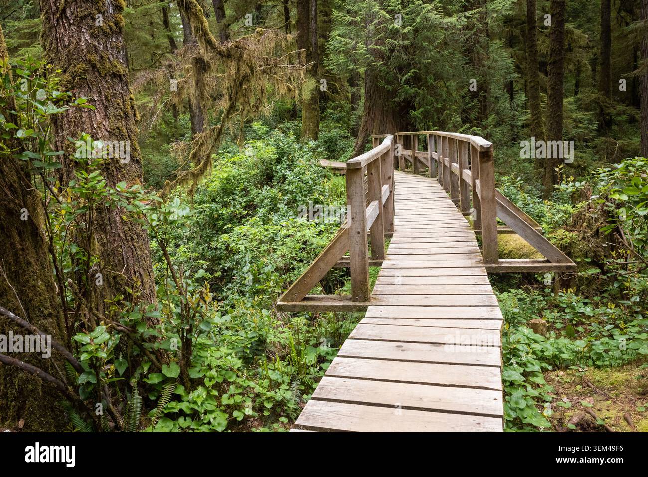 Passerelle en bois à travers le luxuriant sentier forestier Mossy OldGrowth Banque D'Images