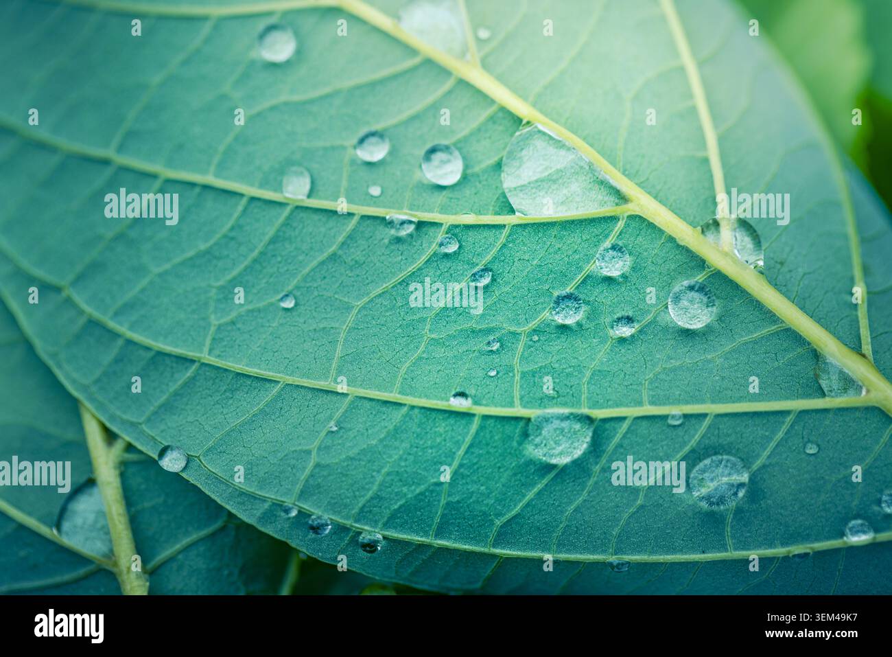 Gouttes d'eau sur une feuille verte macro, perles de rosée le long des veines jaunes, texture naturelle fraîche gros plan après la pluie, détail botanique pur scénique. Art naturel Banque D'Images