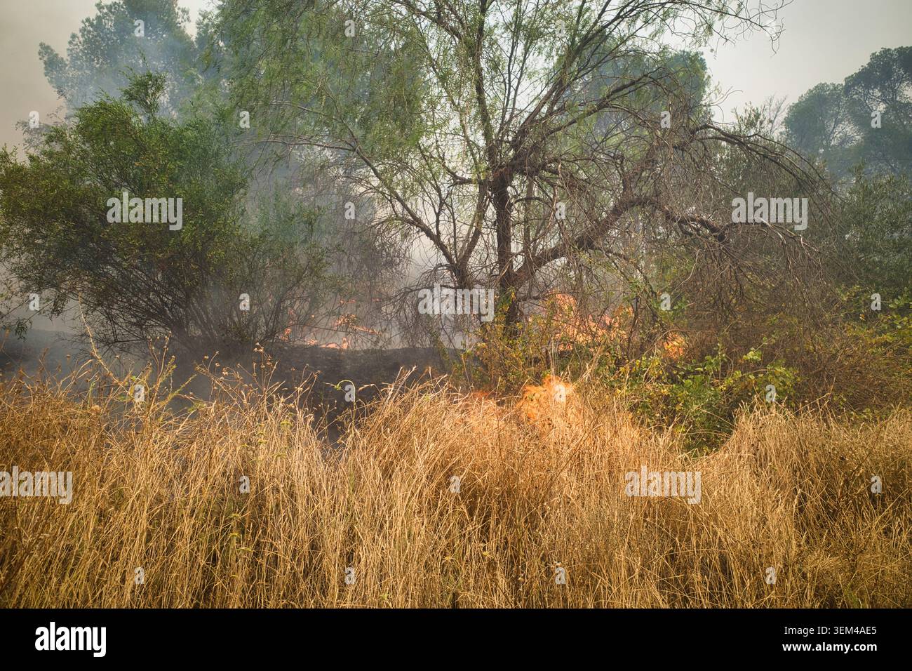Un feu de broussailles brûle à travers l'herbe sèche et les arbres Banque D'Images