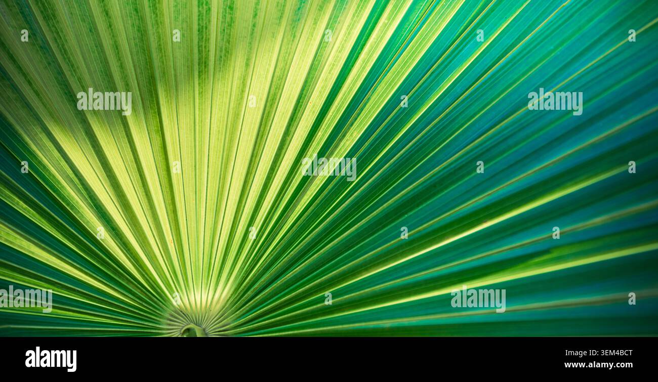 Grossissement d'une feuille de palmier baignée de soleil, structure en éventail rayée, détails d'une plante tropicale lumineuse, macro d'un motif naturel exotique luxuriant, lignes botaniques graphiques. Vert Banque D'Images