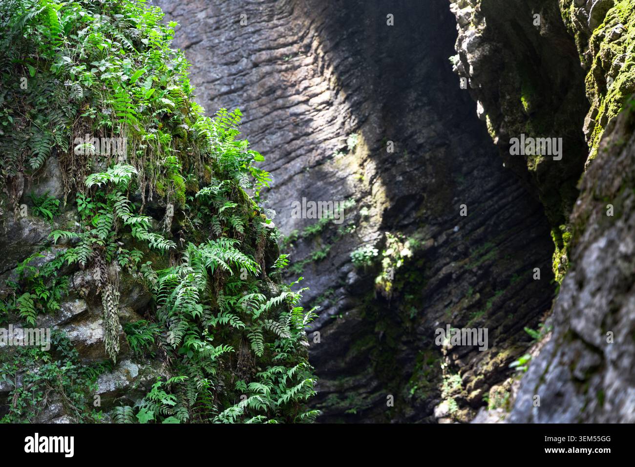 Fougères et végétation poussant sur les parois de la gorge Cascata Varone près de Riva del Garda, Trentin, Italie Banque D'Images