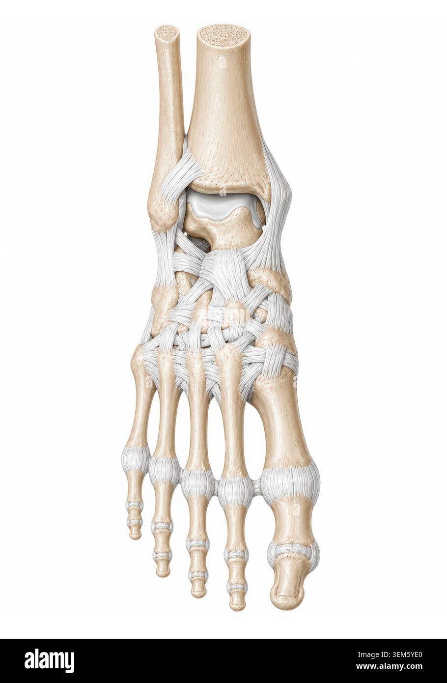 Illustration médicale détaillée de l'anatomie squelettique du pied humain montrant les os de la cheville métatarsiens articulations des phalanges et structures squelettiques isolées sur Whit Banque D'Images