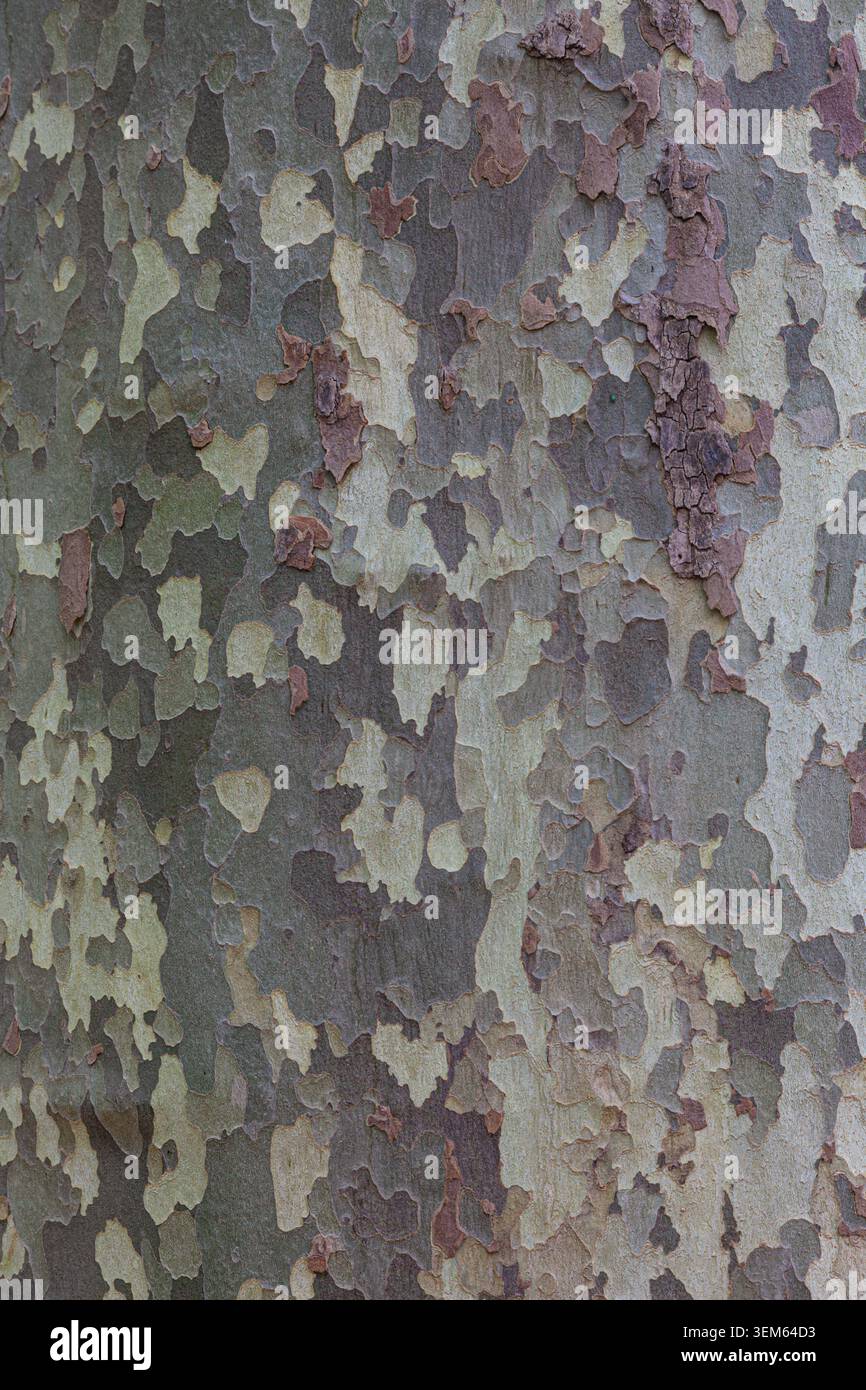 Image abstraite de l'écorce de plane Tree Banque D'Images