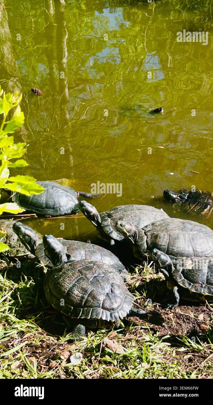 Une riche scène de la faune de Floride avec des animaux indigènes dans leur habitat naturel. Les tortues se reposent près du bord d'une zone humide calme, - Image de stock capturée avec un smartphone