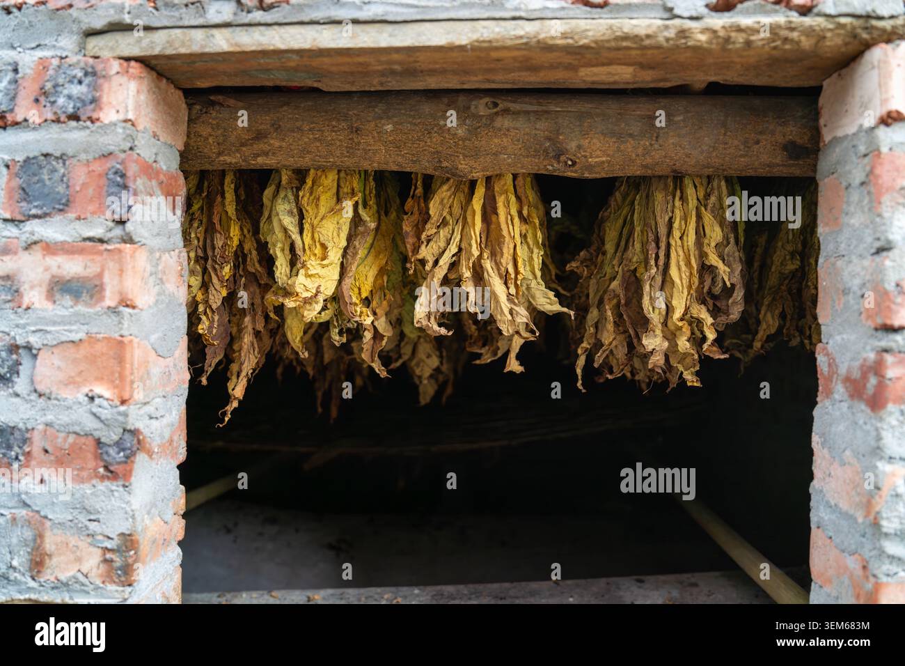Feuilles de tabac fraîchement récoltées en paquets pour la transformation à bac son, province de Lang son, Vietnam. Banque D'Images