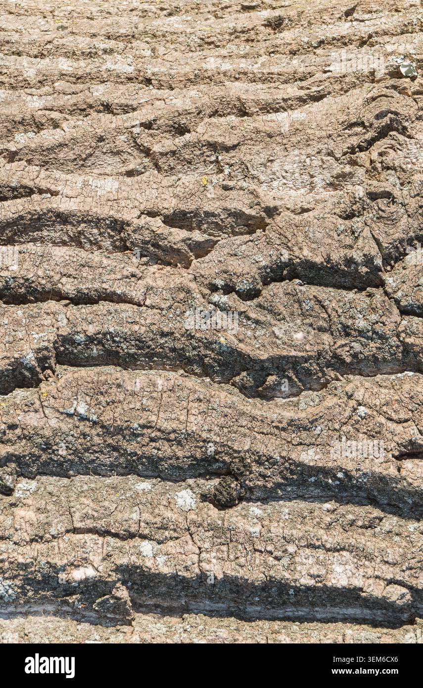 Gros plan d'écorce d'arbre brun texturée naturelle avec des rainures profondes et un lichen poussant à la surface en plein jour Banque D'Images