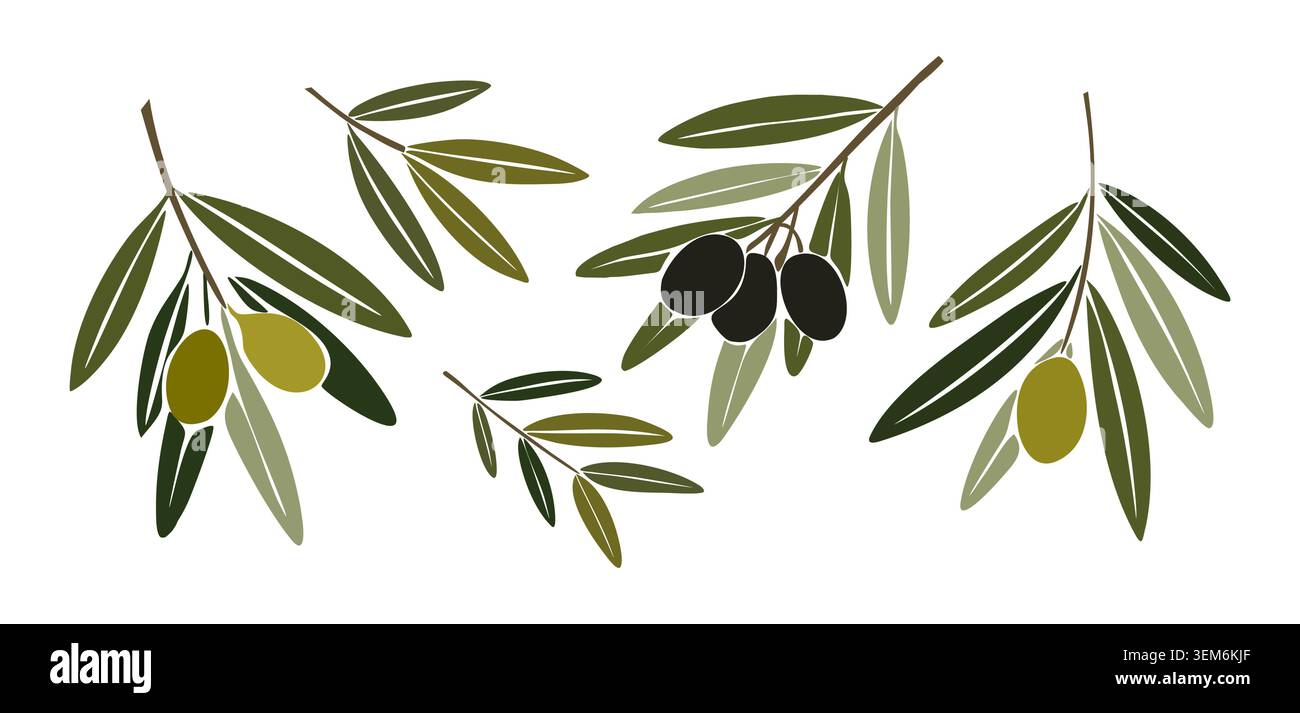 Les branches d'olivier affichent des fruits verts et foncés Illustration de Vecteur
