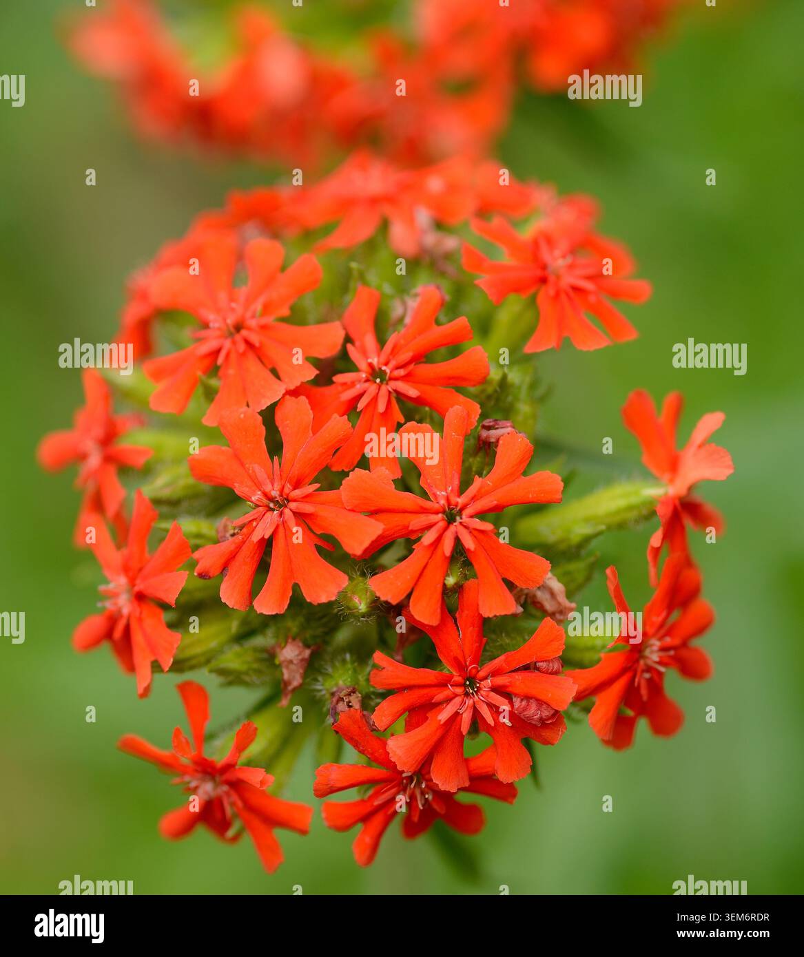 Croix de Malte (Lychnis chalcedonica) Banque D'Images
